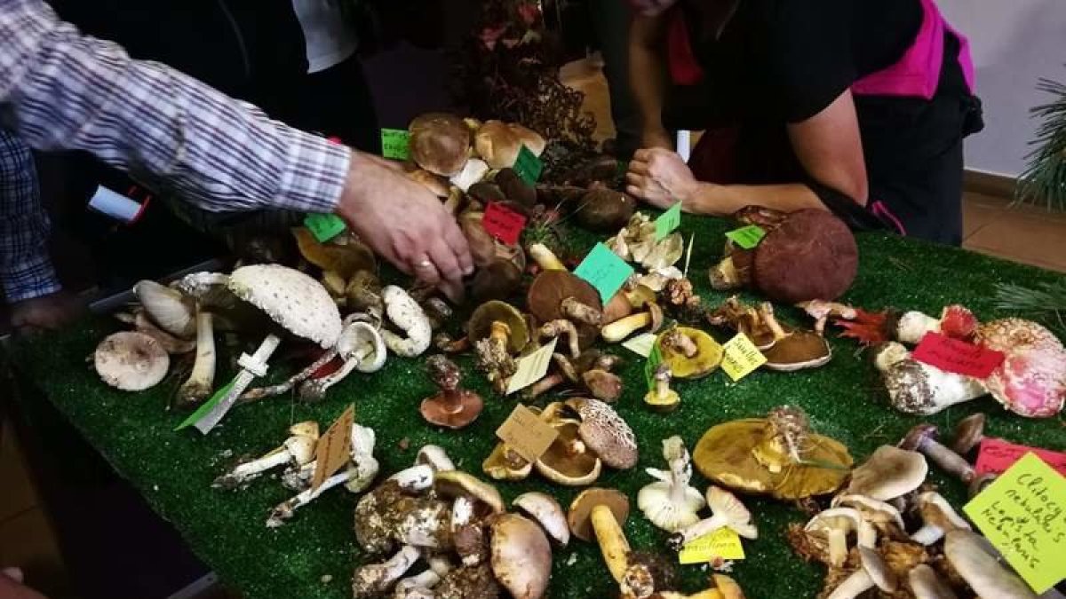 A pesar de la falta de lluvias, muchos ejemplares de setas se recolectaron. CAMPOS