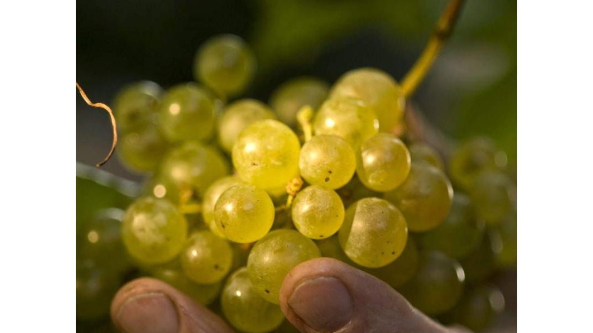 Uvas con las que se elabora uno de los caldos más famosos del mundo.