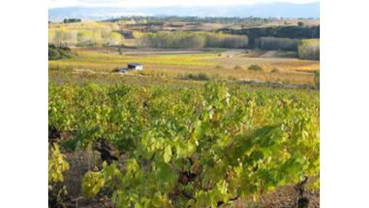 Aspecto del fantástico viñedo que Madai tiene en Quilós.