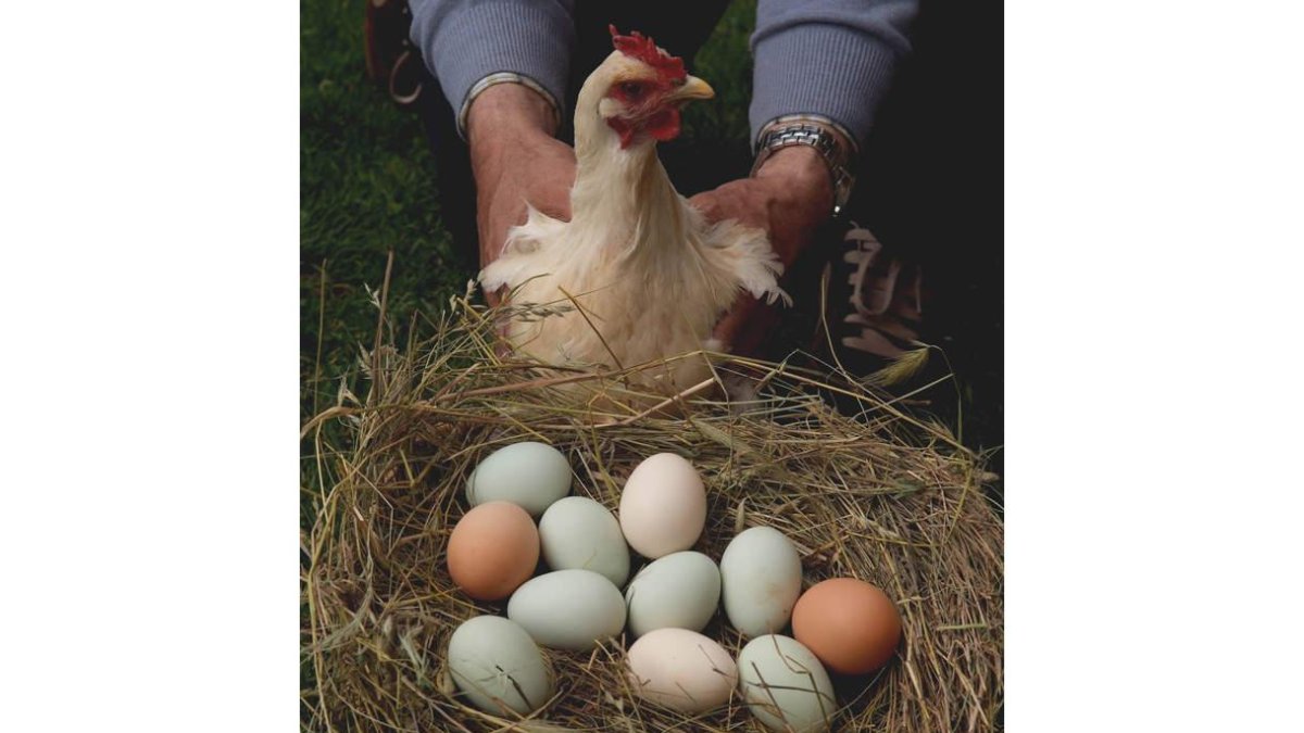 La ponedora posa junto a una cesta de huevos, algunos azules, en su granja.