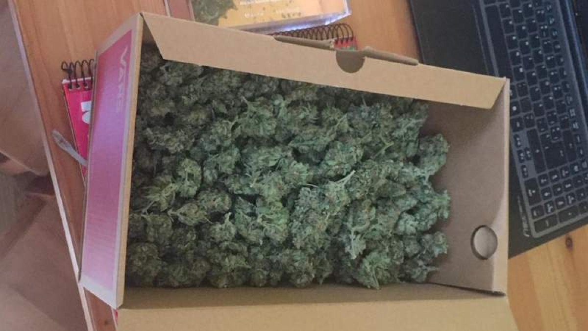 La caja con lo cogollos localizada en la casa del detenido. DL