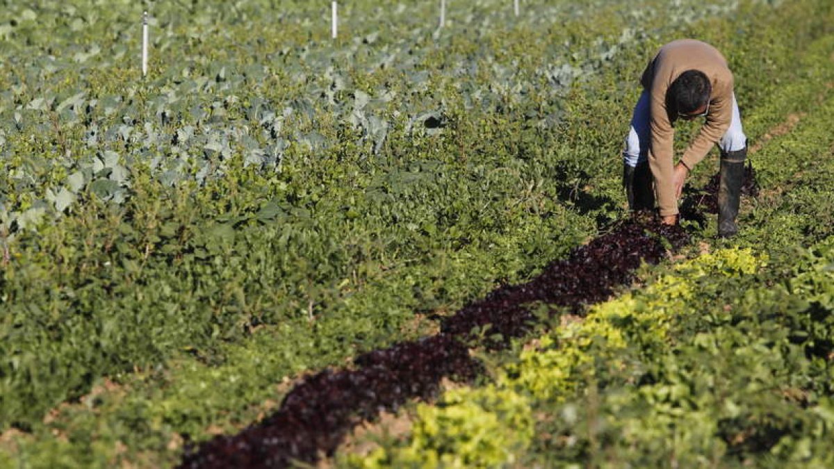 Gabriel Alegre con los productos ecológicos que cultiva la Asociación de Agricultores y Ganaderos Ecológicos del Sur de León.