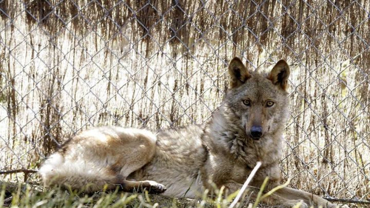 Brasa, la loba que se salvó del fuego
