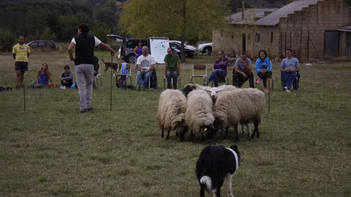 El especialista internacional Óscar Murgia sacó lo mejor de cada perro y enseñó a la docena de alumnos de este curso sobre instinto canino. CAMPOS