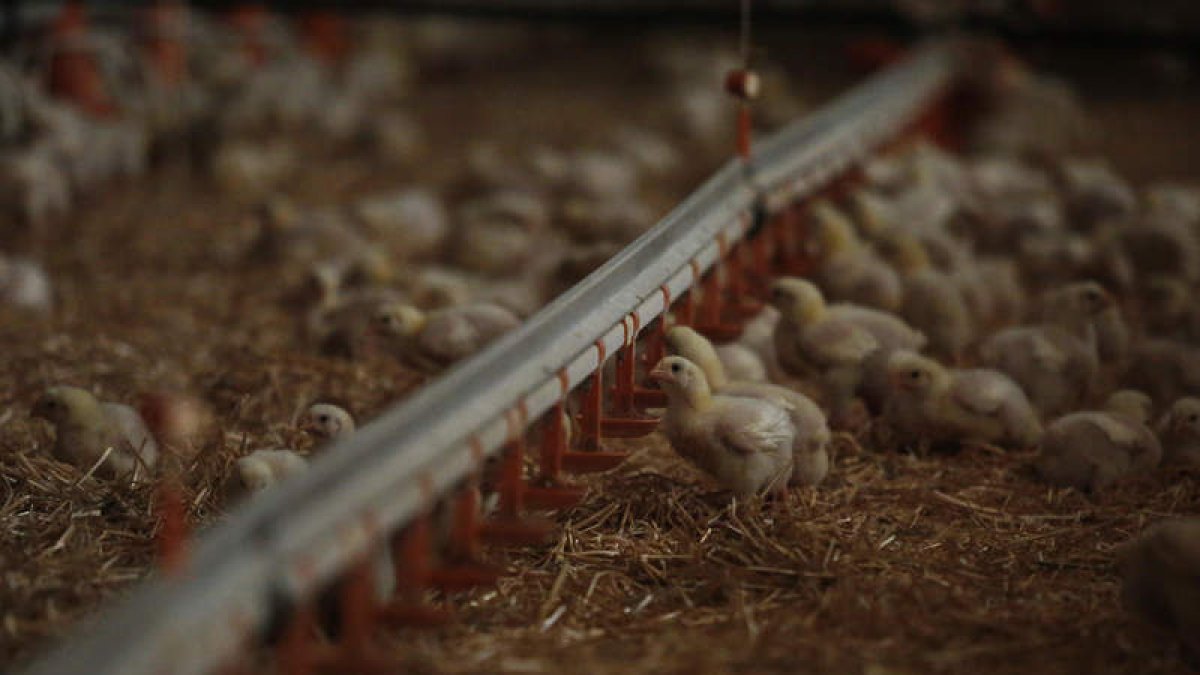 Pollos en una granja de engorde de la provincia leonesa. archivo