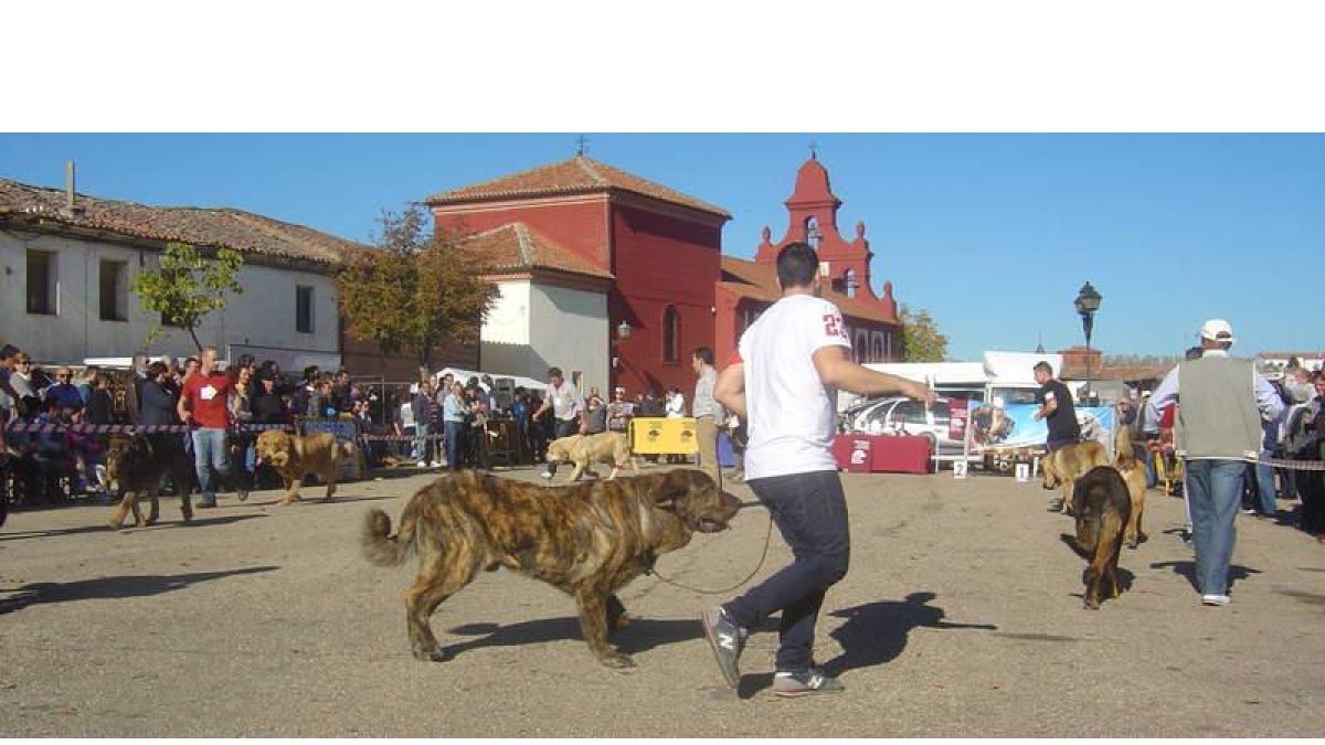 Un momento del concurso de mastines disputado el domingo.