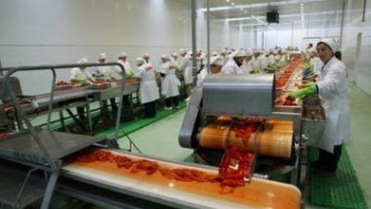 De las once industrias elaboradoras de pimiento asado del Bierzo este año embotaron siete.