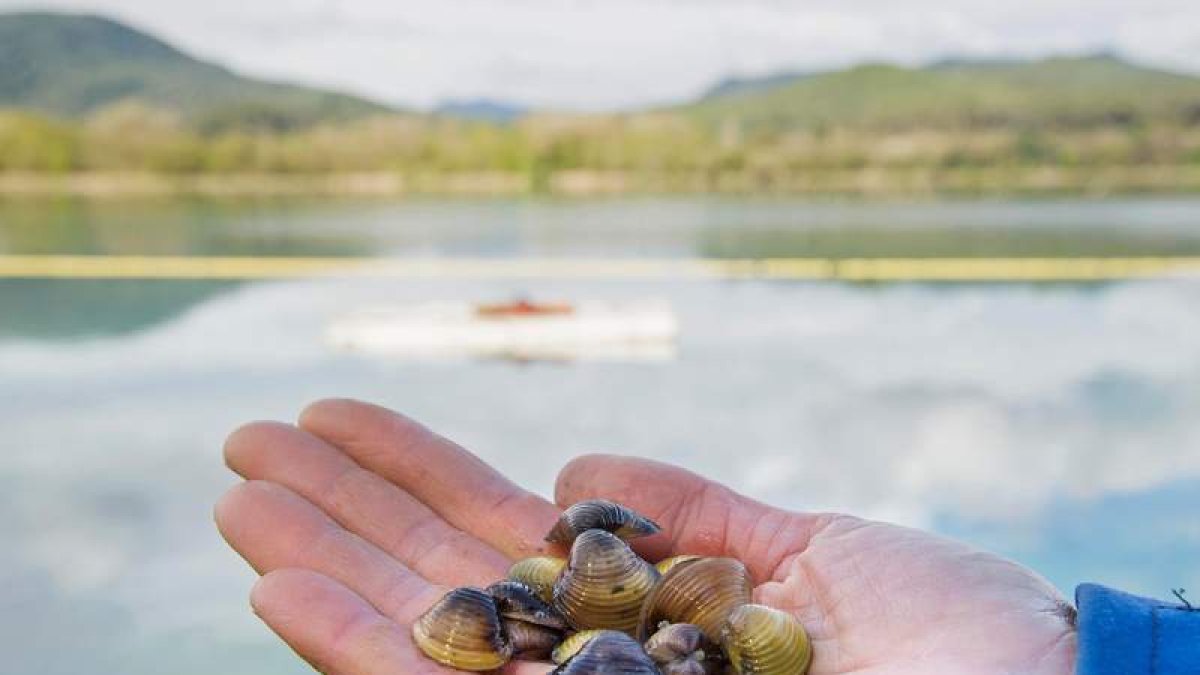 Las especies invasoras afectan fundamentalmente a los ecosistemas de agua dulce. townsed