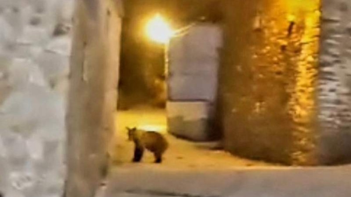 La osa joven, de más de cien kilos, por las calles de Villarino. DL