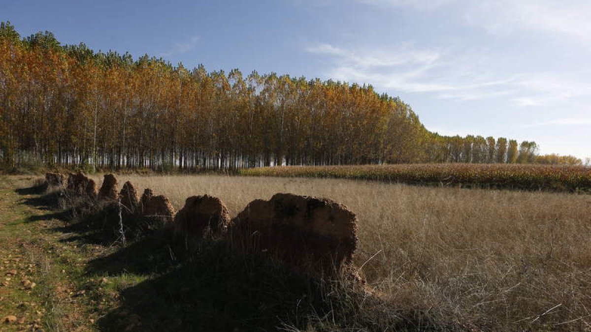 El municipio está compuesto por San Pedro Bercianos y La Mata del Páramo. Se encuentra a 28 kilómetros de la capital leonesa y su motor económico en la agricultura, sobre todo con cultivos de maíz, trigo, remolacha, alubia y patata. La modernización de re