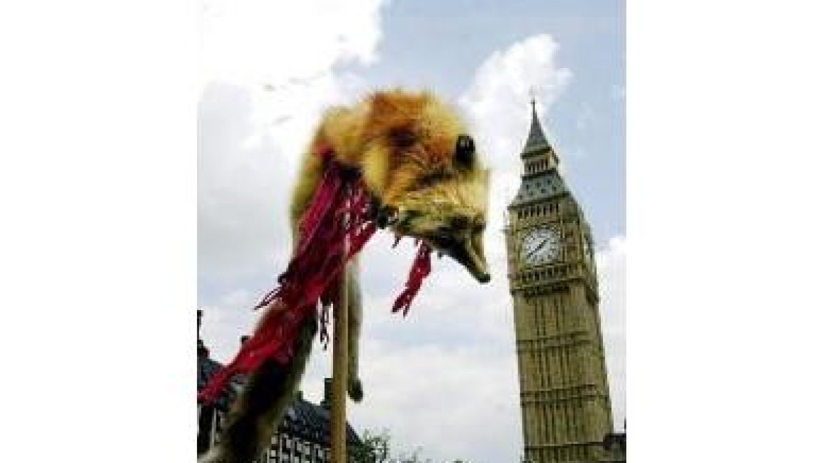 Manifestantes contra la caza del zorro muestran a un ejemplar muerto ante el Big Ben de Londres