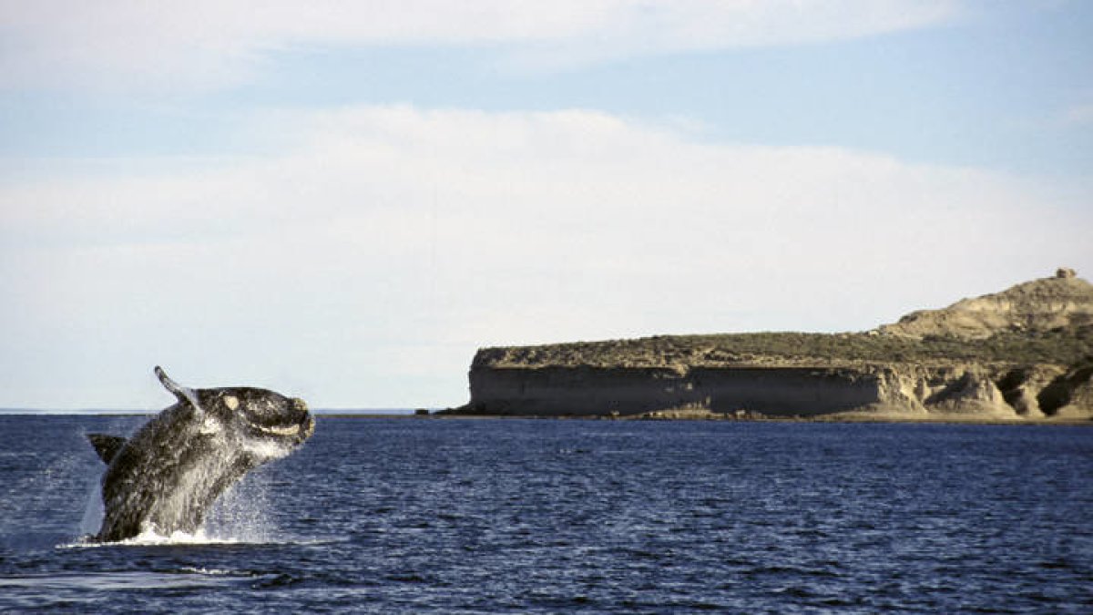 Imagen de una ballena en la Patagonia argentina. Avampini - V&W