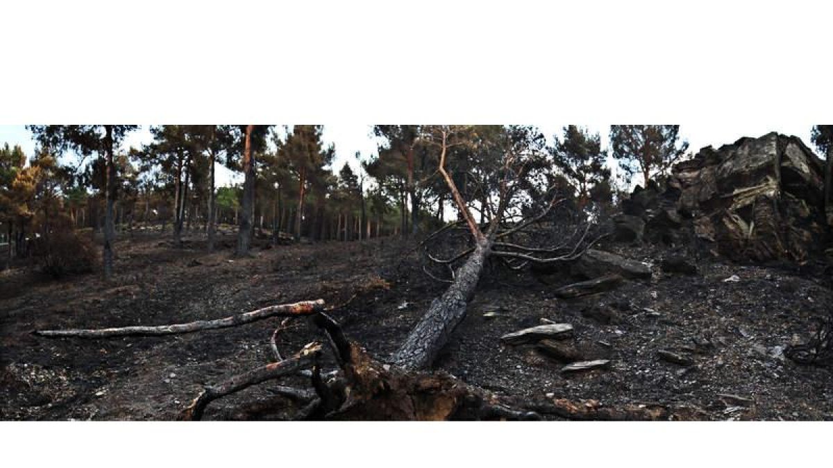 Los alcaldes de las zonas afectadas por el incendio estiman que la superficie total que ha sido afectada por las llamas supera las 10.000 hectáreas. RAMIRO J. LÓPEZ