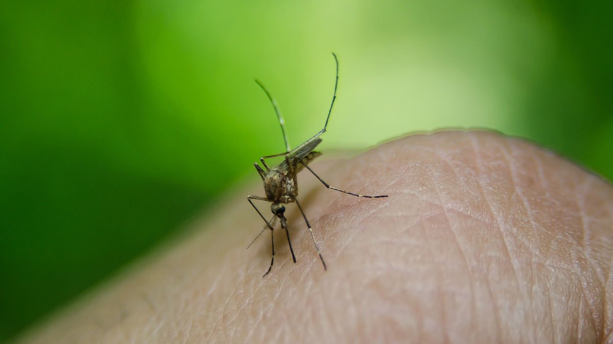 Virus del Nilo: ¿Qué es y cómo se transmite?