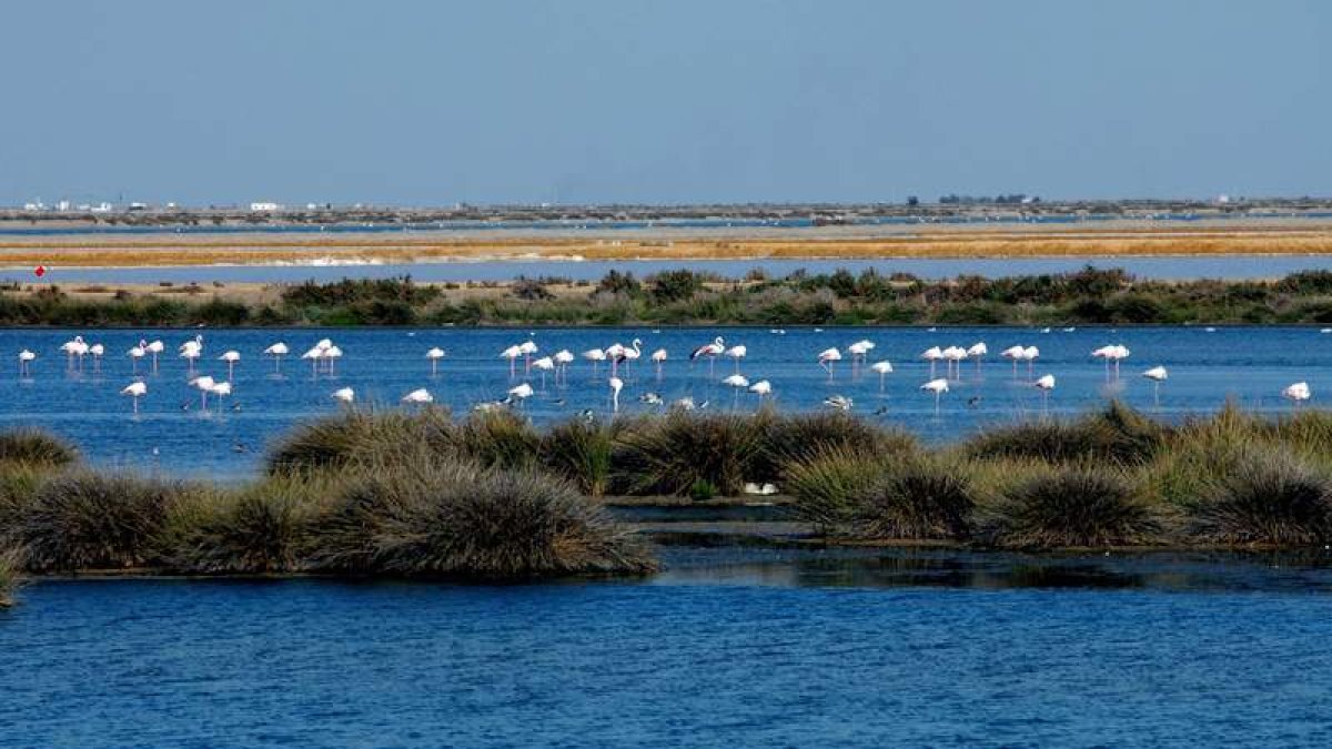 Doñana está en peligro, hasta las aves se han dado a la fuga de este refugio único, el mayor espacio protegido del sur de Europa. EFE