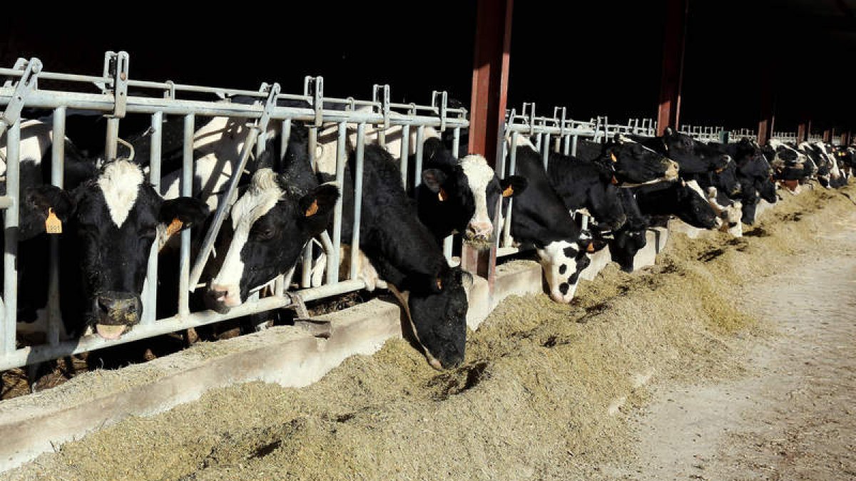 La volatilidad de los precios, principal preocupación de los productores