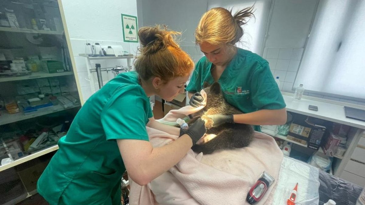 El osezno, en el centro de recuperación de Valladolid. DL