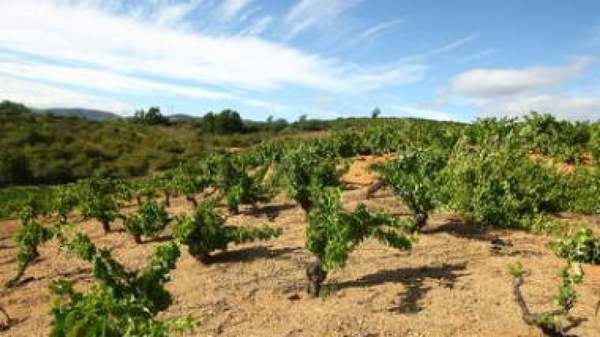 La ayuda da prioridad a los viticultores más viejos.