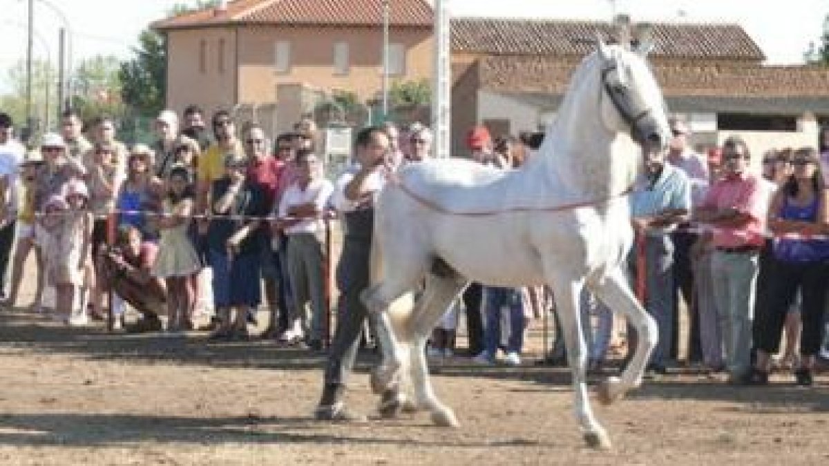Un elegante trote de la exhibición de doma ecuestre que se ofreció ayer en Gordoncillo.
