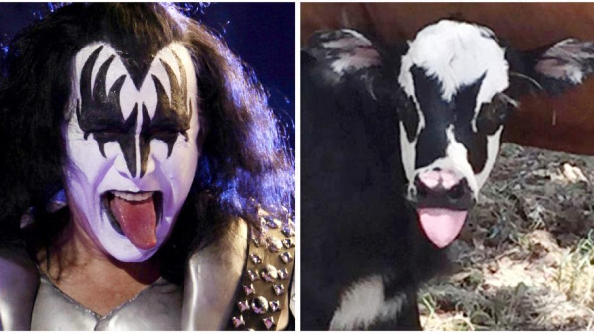 Gene Simmons y el becerro Genie