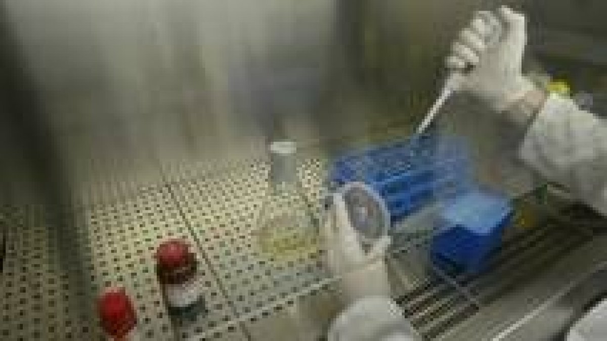 Muestra del bacilo de la tuberculosis en el laboratorio del Hospital de León