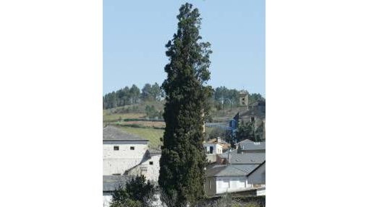 El ciprés de La Anunciada podría llegar a vivir 2.000 años