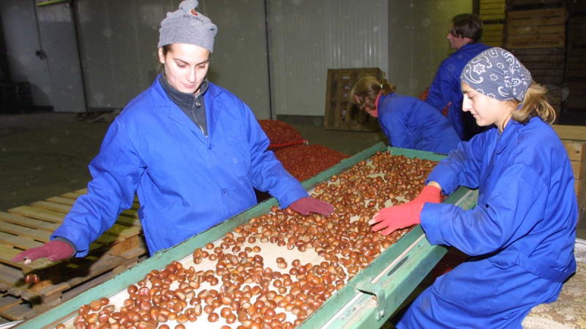 Varias trabajadoras seleccionan castañas en una cooperativa.