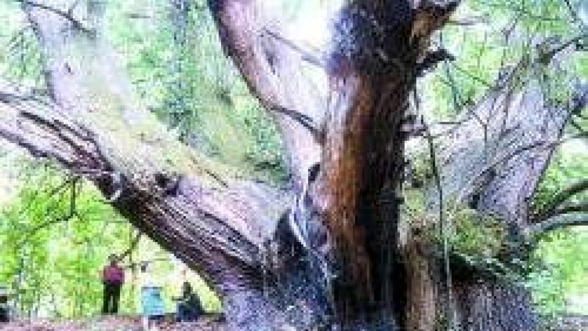 SERVICIO TERRITORIAL DE MEDIO AMBIENTE