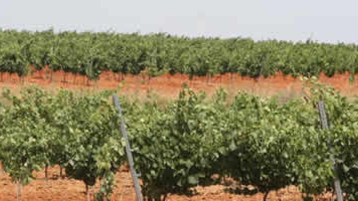 Los productores quieren controlar la diferencia entre el precio de origen y el de consumo.