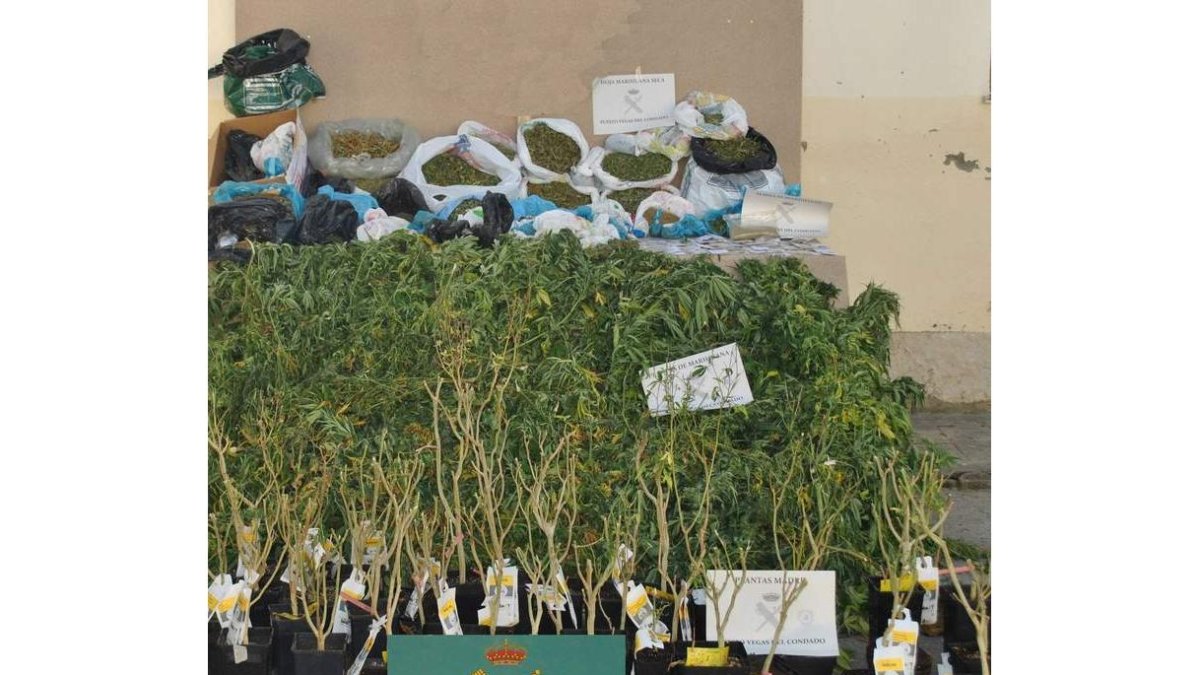 Parte de la droga intervenida este año por la Guardia Civil.