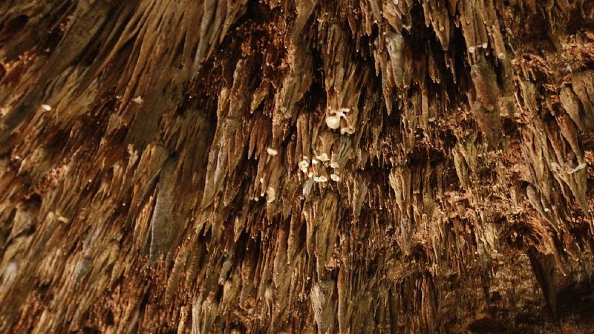 Conjunto de estalagtitas en la Cueva de Valporquero