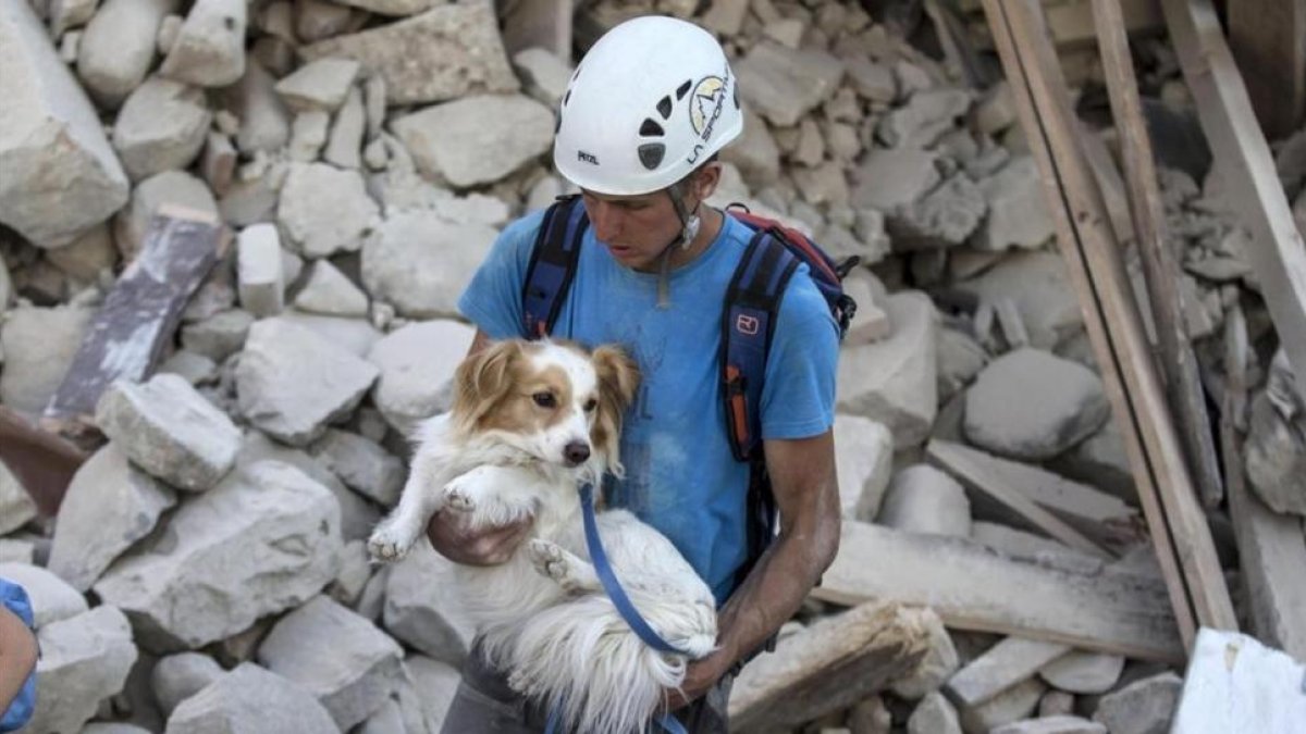 Un voluntario salva a un perro durante los trabajos de rescate tras el terremoto en la localidad de Amatrice en el centro de Italia.