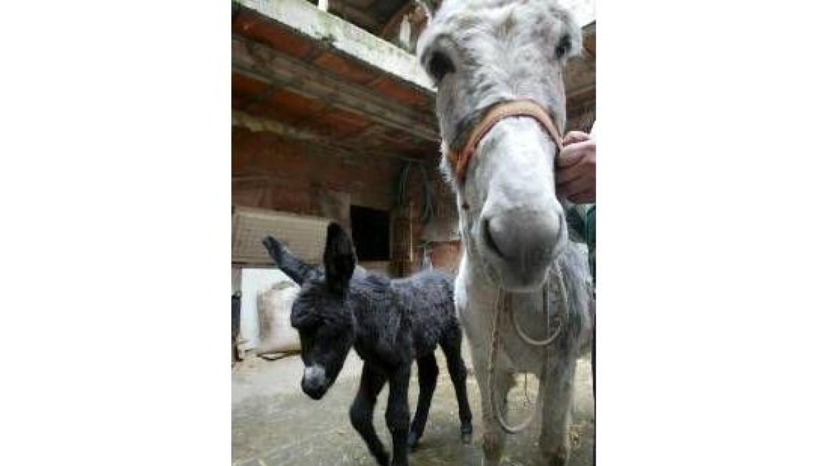 Benavides de Órbigo acogió el primer nacimiento de burro zamorano- leonés en los últimos años