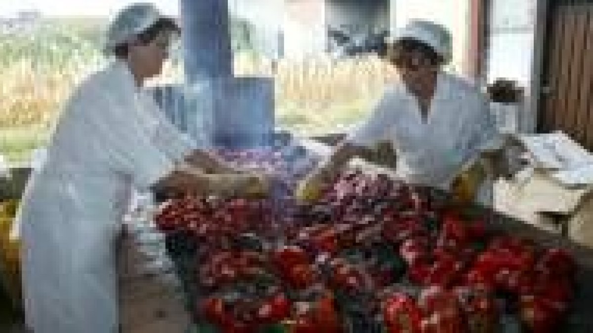 Las industrias envasaron 200.000 tarros de pimientos bercianos