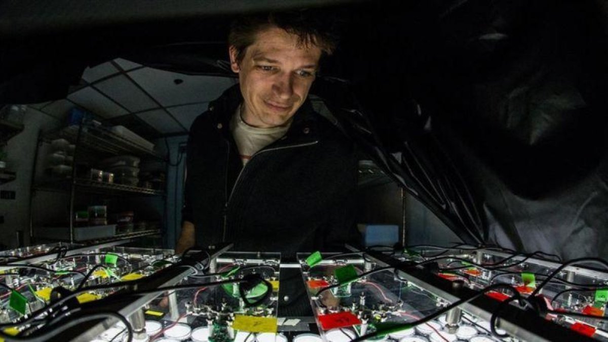 El investigador Daniel Kronauer en su laboratorio de la Rockefeller University de Nueva York, en el cual se han producido las primeras hormigas transgenicas