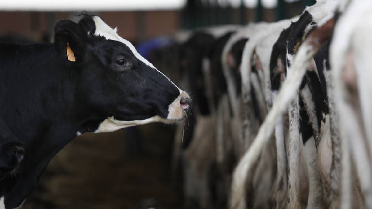 Una vaca de una explotación.
