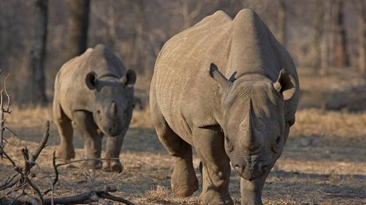 Un rinoceronte negro en el parque nacional de Serengeti, en Tanzania.