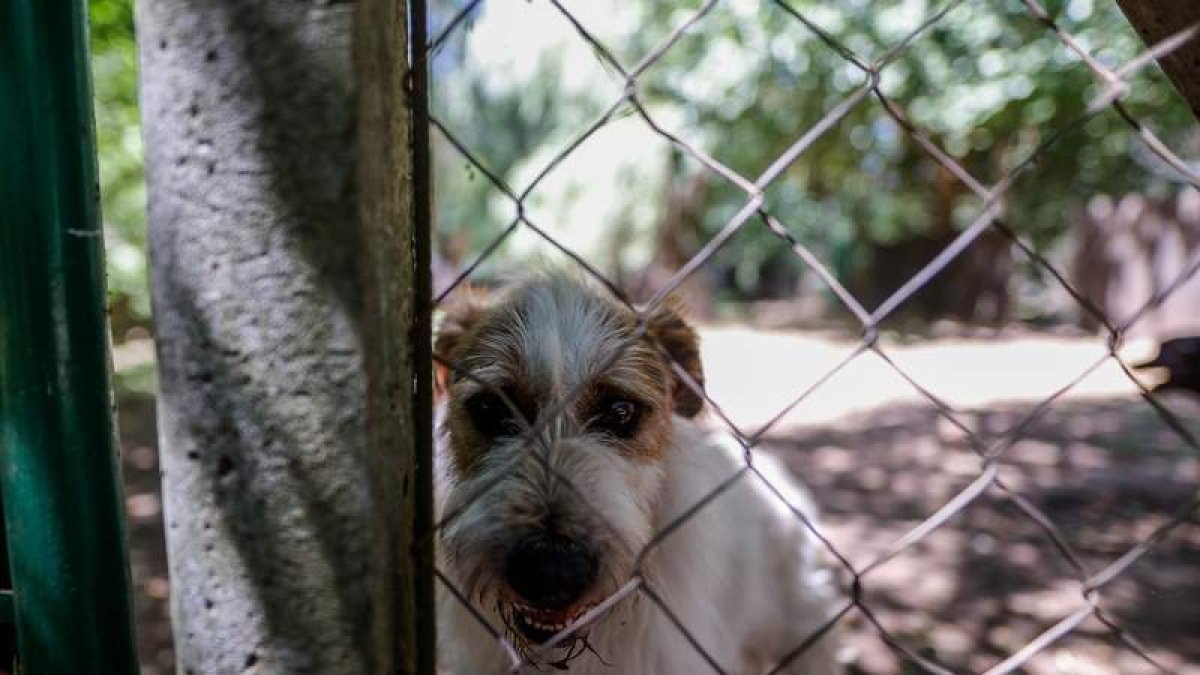 Un perro en un hogar de animales en Argentina. JUAN IGNACIO RONCORONI