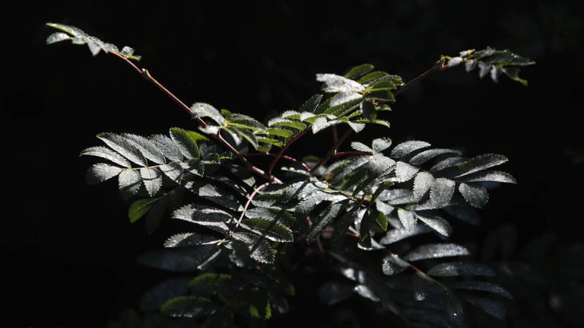 El estudio se ha publicado en la revista Nature Plants. jesús f. salvadores