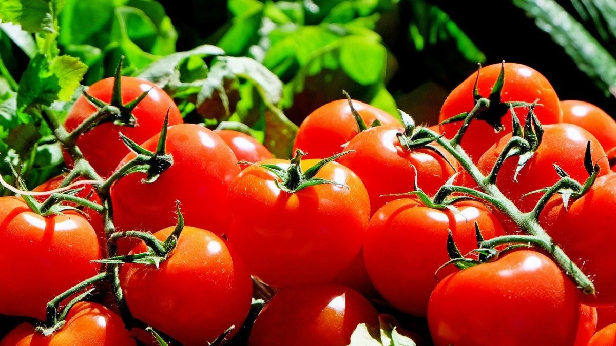 Tomates de temporada para disfrutar durante el verano