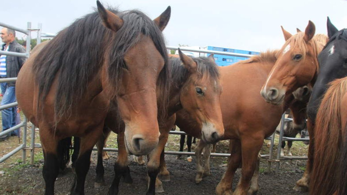 Algunos de los animales exhibidos en el recinto ferial de la villa de Cúa