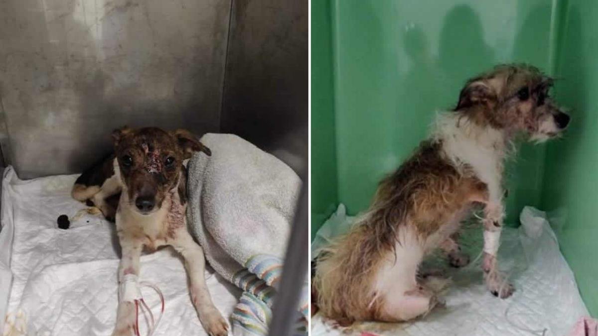 Los dos animales heridos, China y Cuca, en la clínica donde se recuperan en la actualidad. DL