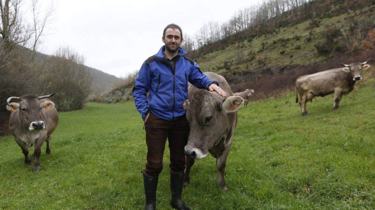 Francisco Javier Álvarez, junto a tres de sus vacas, en el monte de El Otero. JESÚS