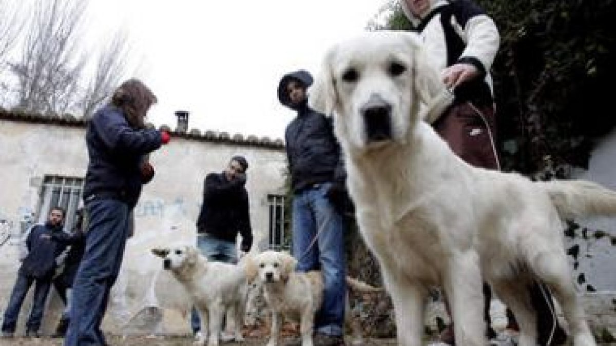 Curso de adiestramiento básico para perros en Salamanca
