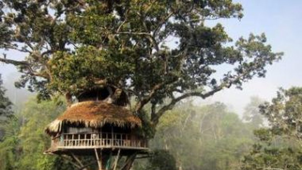 Las cabañas están situadas a unos 40 metros de altura sobre el suelo, colgadas de los árboles.