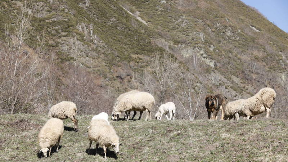 Ovejas en pastos de la montaña leonesa. marciano pérez
