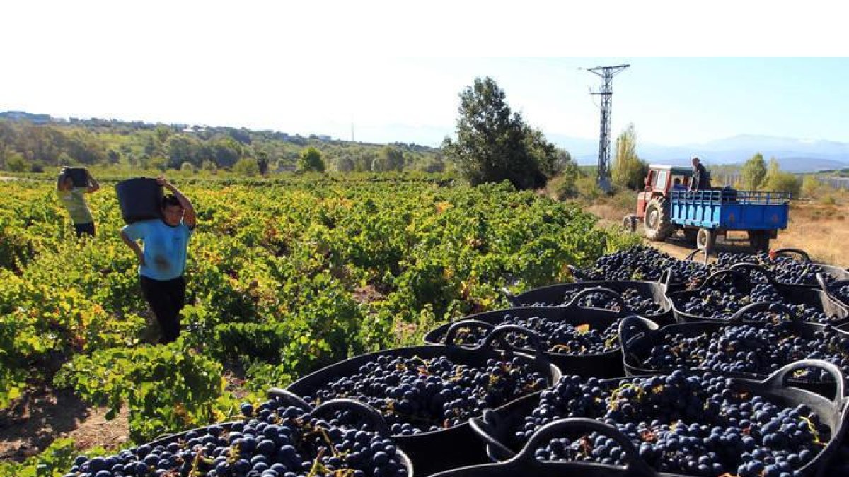 Vendimia en el Bierzo. ANA F. BARREDO