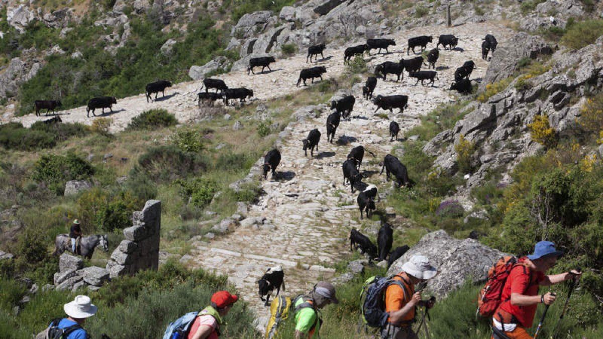 Cientos de reses retornan desde Extremadura a través de la calzada romana del Puerto del Pico. SANCHIDRIÁN