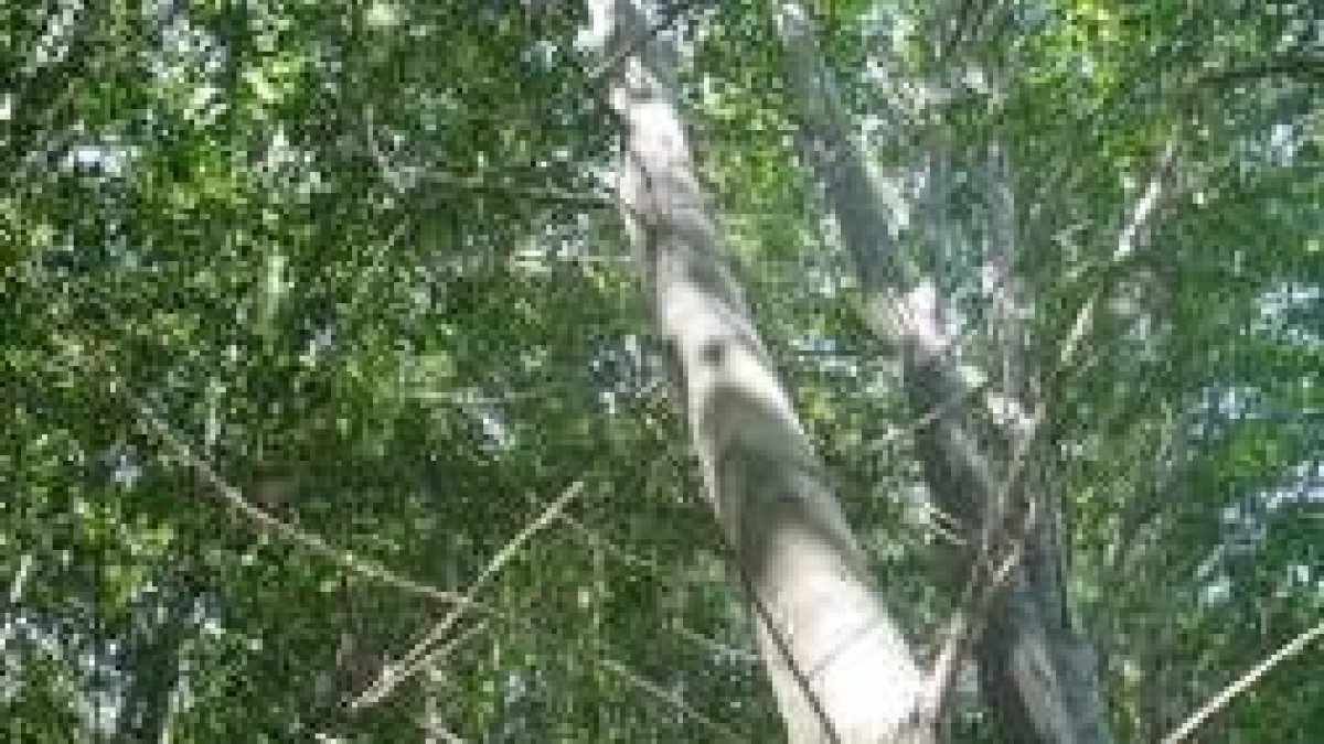 Chopos afectados por el pulgón, el pasado mes de agosto en Narayola