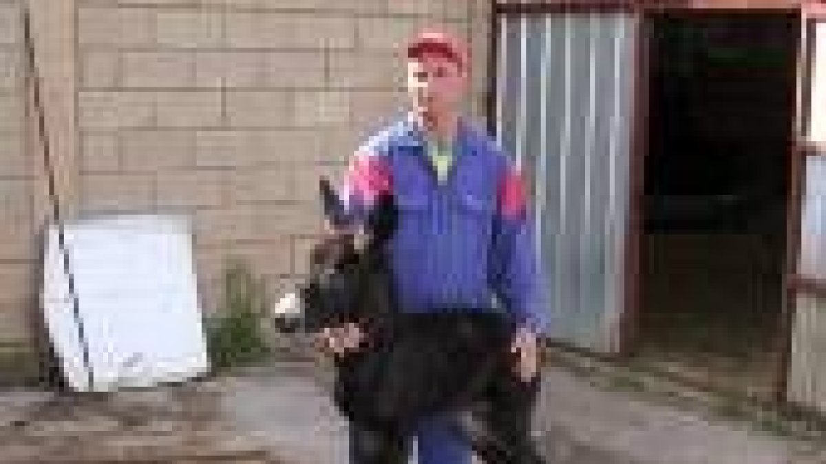 Miguel Marcos, junto al burro que acaba de nacer en la explotación de Las Candarias de Carrizo